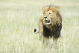 Male lion (Panthera leo) standing in savannah, Masai Mara, Kenya