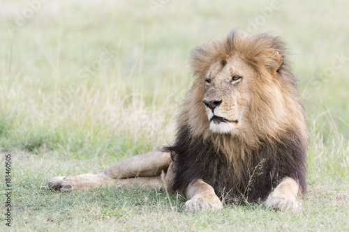 Fototapeta Naklejka Na Ścianę i Meble -  Male Lion (Panthera leo) portrait, lying down in savanna, Masai Mara, Kenya.