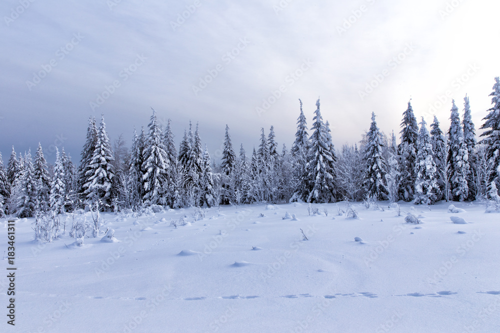 Spruce forest in winter. Winter landscape