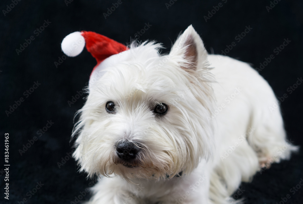 West Highland White Terrier with a Christmas hat, black background West Highland White Terrier with a Christmas hat, black background