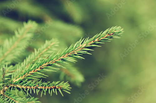 Abstract background from conifer evergreen pine tree branches, natural outdoor christmas hipster concept © Roxana