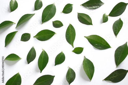 Green leaf on white background