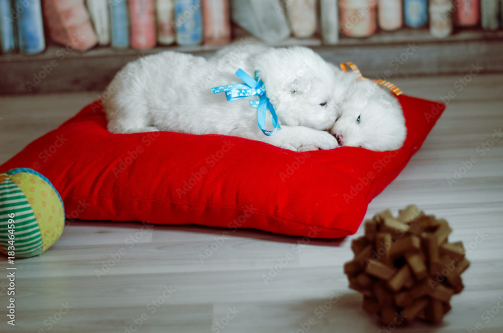 Obraz premium Щенки самоеда