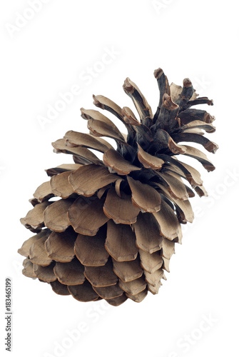 large isolated pine cone