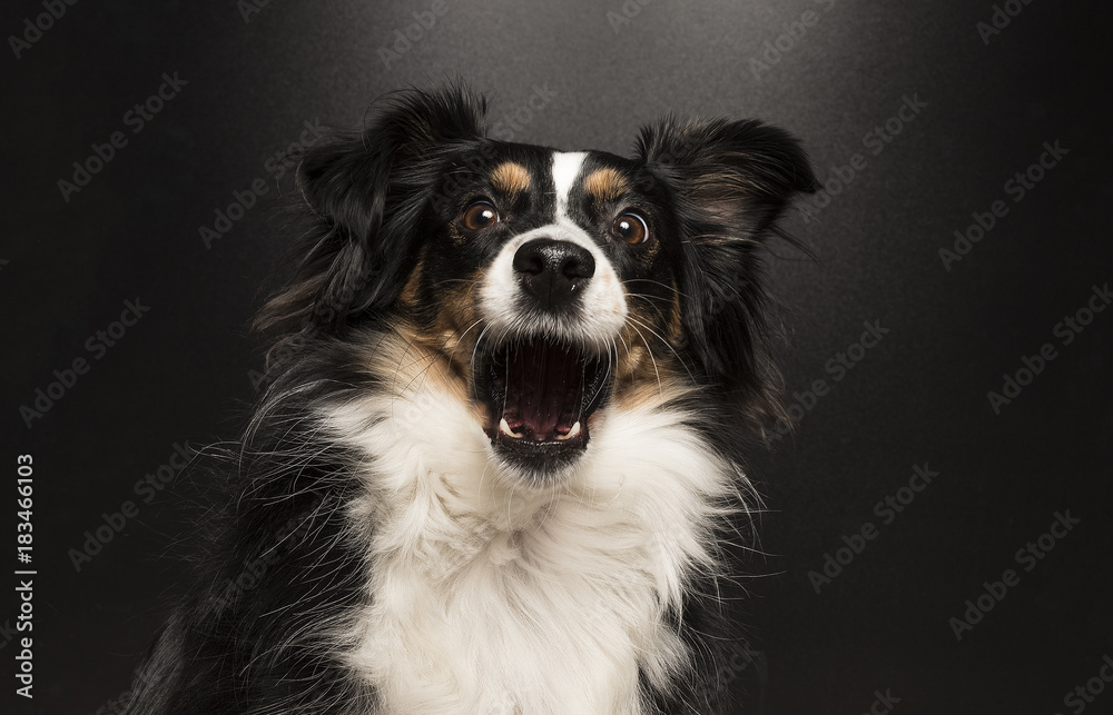 Australian Shepherd erschrocken