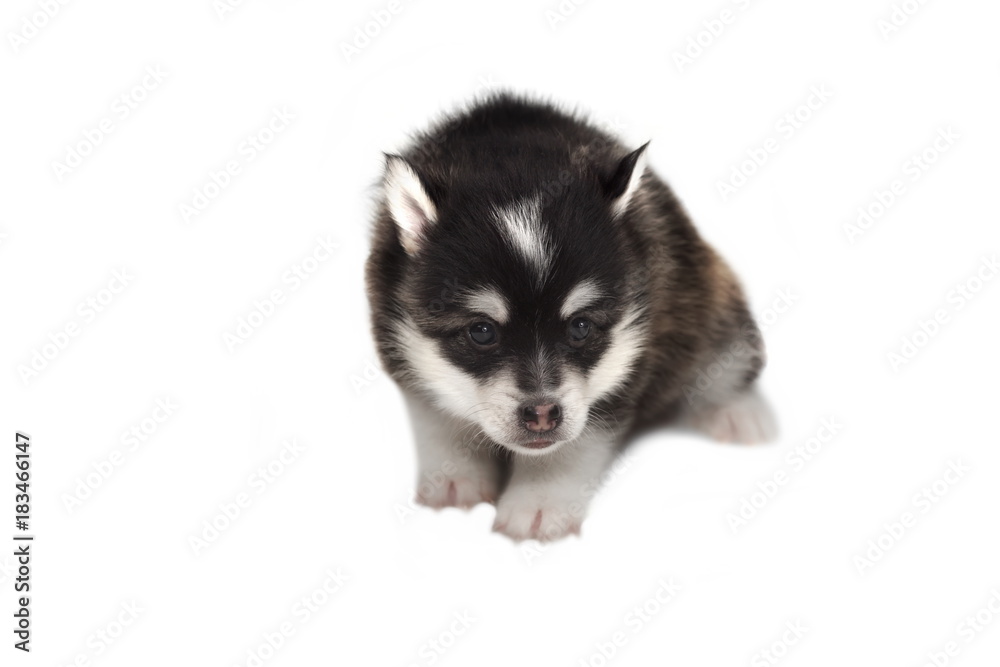 Funny Designer Puppy Husky or Small Pomsky White Isolated Funny Designer Puppy Husky or Small Pomsky White Isolated