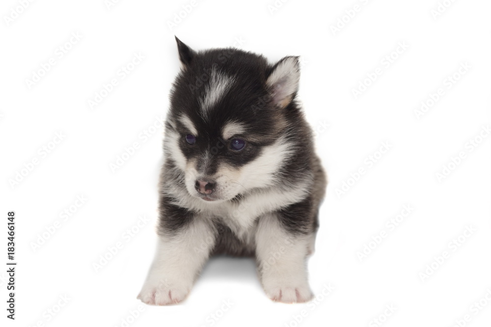 Funny Designer Puppy Husky or Small Pomsky White Isolated