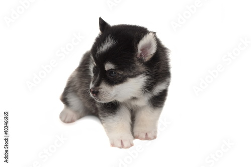 Funny Designer Puppy Husky or Small Pomsky White Isolated