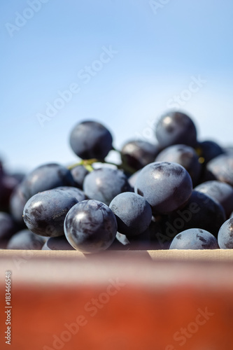 Grape and blue sky
