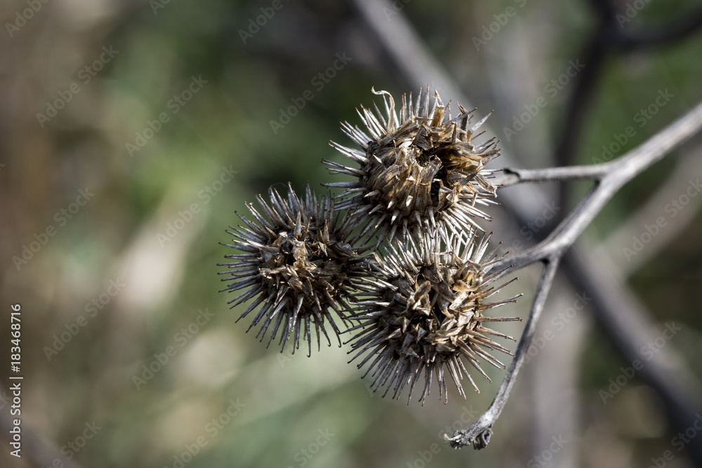 three frozen thistles on autumn bushes - macro three frozen thistles on autumn bushes - macro