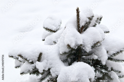 The young fir-tree is covered with a thick layer of snow on a winter day. Natural background