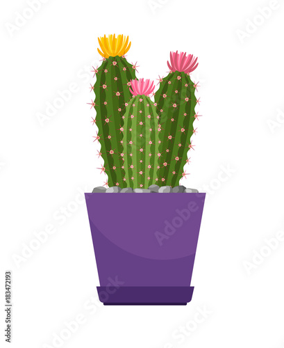 Cactus with flowers house plant