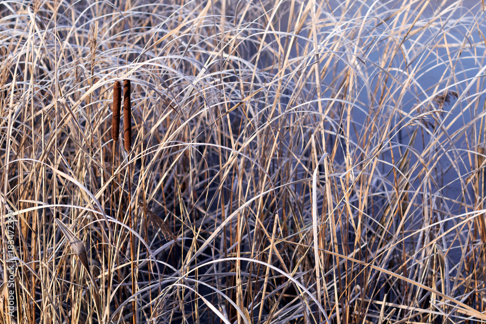 Fototapeta premium Background of frozen plant covered with morning hoarfrost or rime.