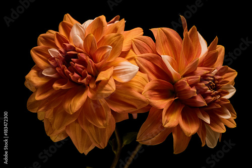 Dahlia Pair 1013