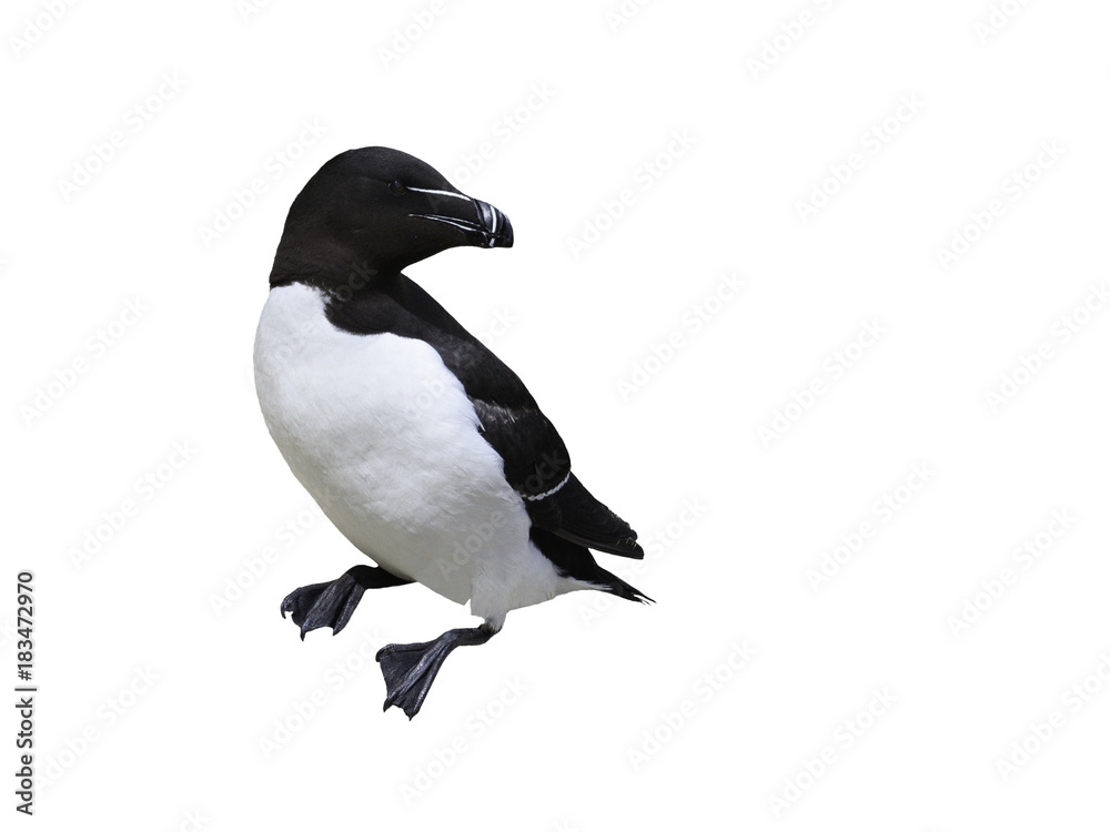 Razorbill on White Background, Isolated Razorbill on White Background, Isolated