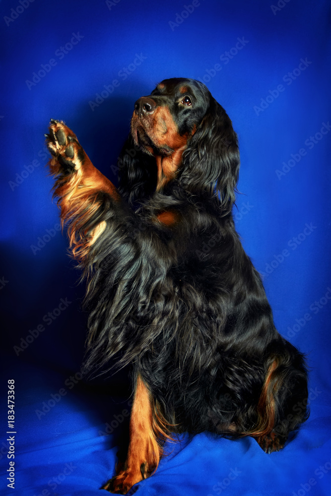 Funny dog asks for paw food. Studio portrait of a Gordon setter on a blue background