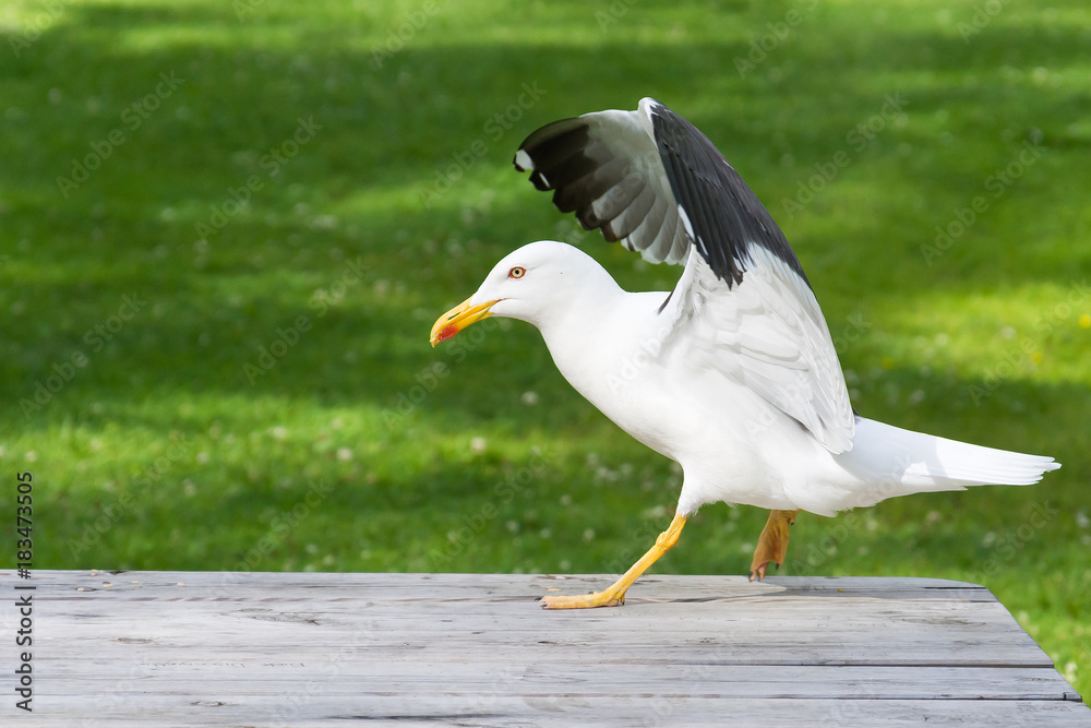Naklejka premium Seagull on table in park