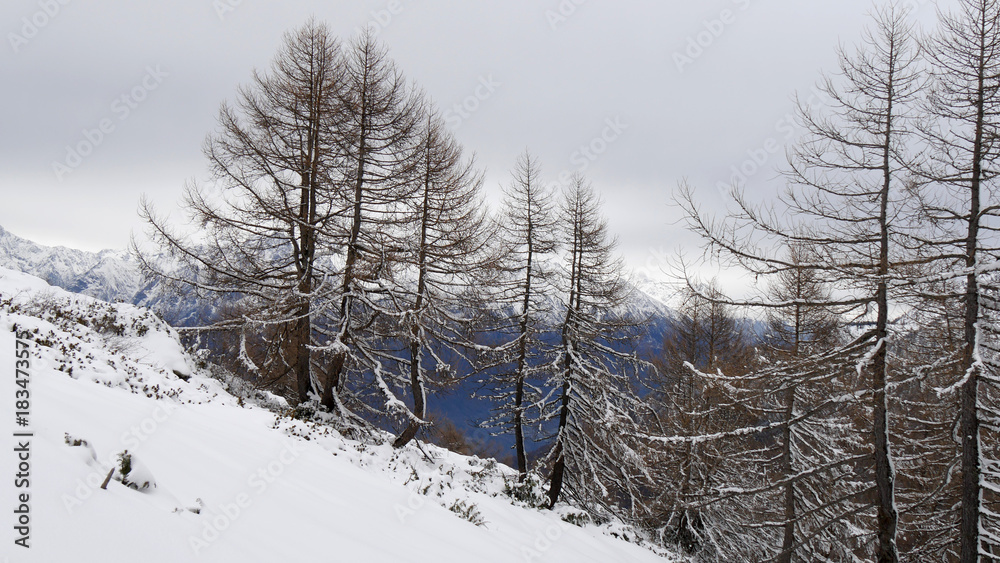 Panorama invernale con la neve nel bosco di montagna Panorama invernale con la neve nel bosco di montagna