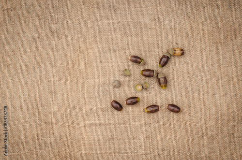 acorns on a brown background