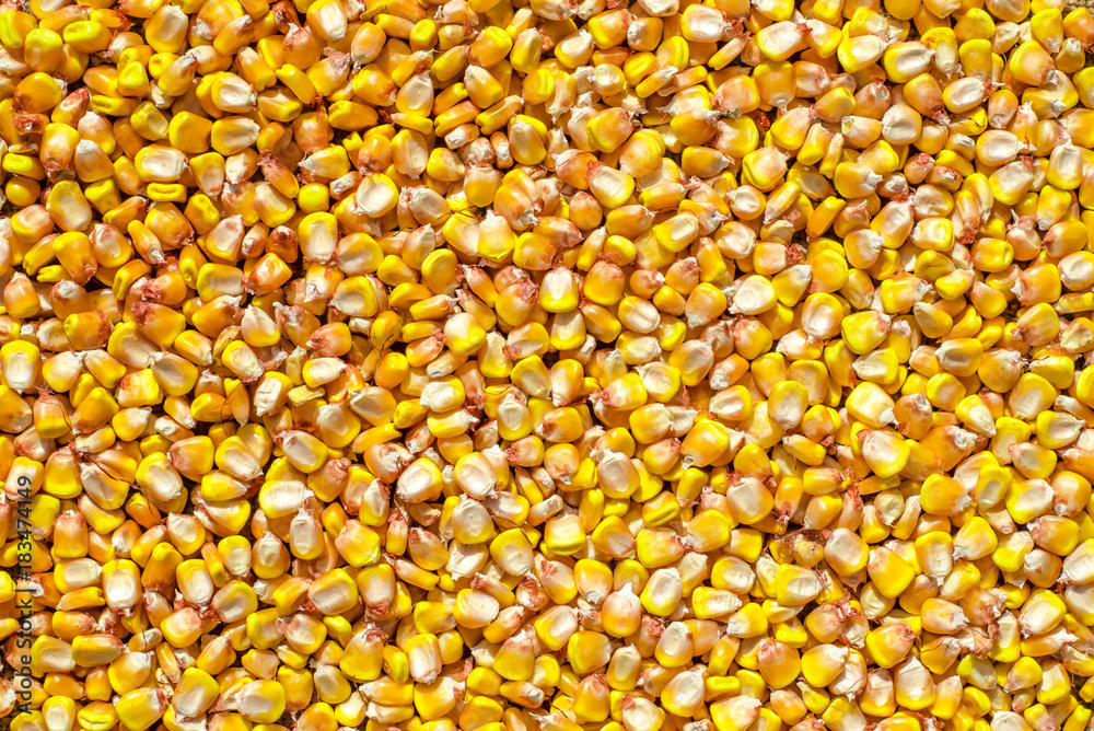 corn on the background corn on the background