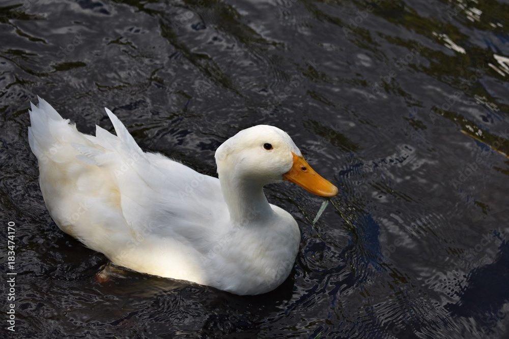 Wild white duck on the water surface