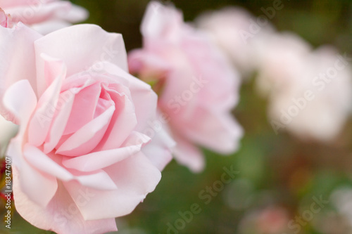 Pink roses on blurred background in evening. Selective focus.