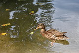Wild brown duck swimming in the river