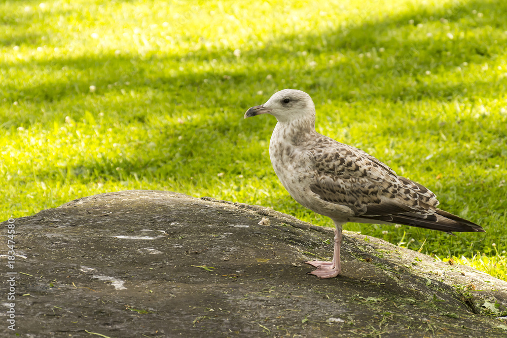 Naklejka premium Seagull in park