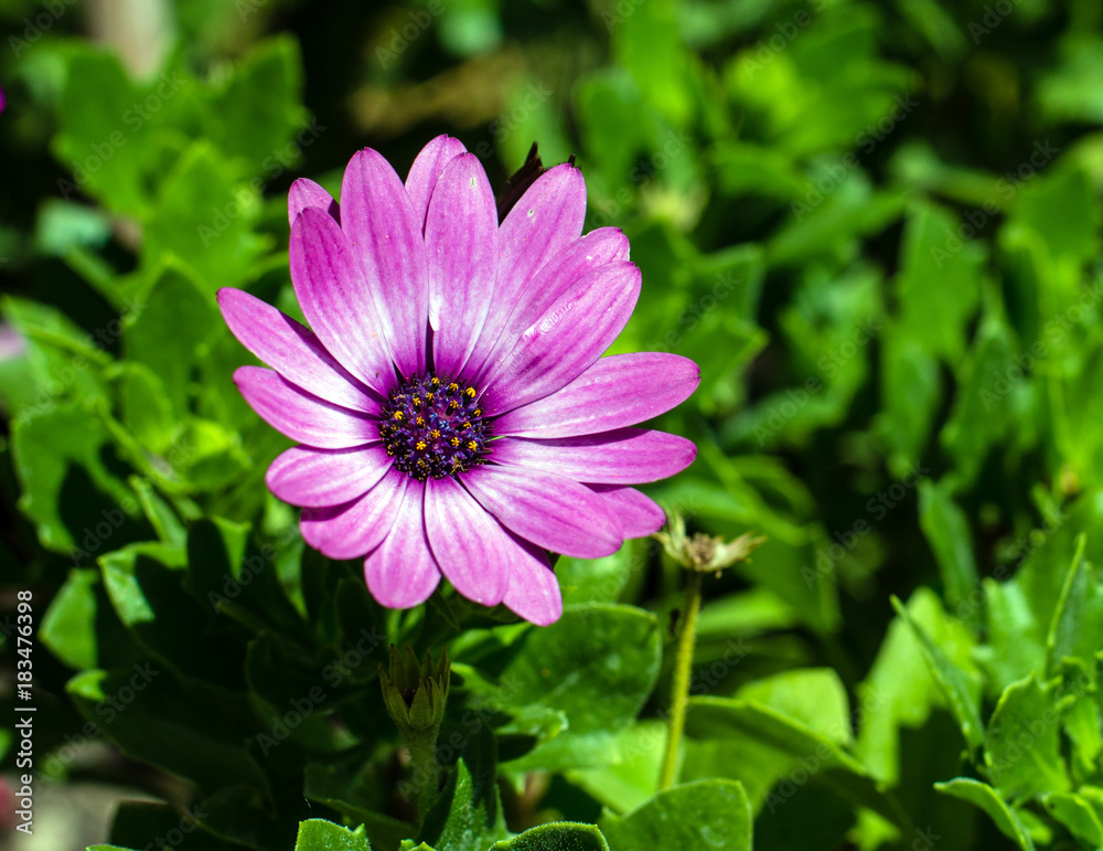 Purple flower and close up photography. Macro photo of a purple flowers with shallow depth of field. Purple flower and close up photography. Macro photo of a purple flowers with shallow depth of field.