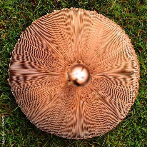 gills of parasol mushroom