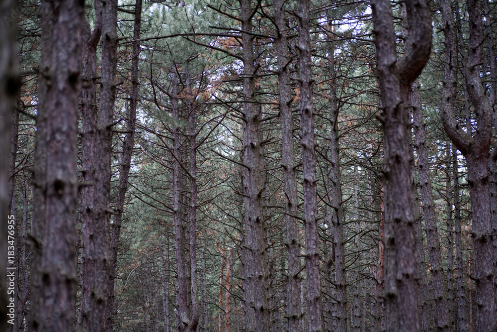 dense forest of dark gloomy bare tree trunks without leaves in the autumn in the forest dense forest of dark gloomy bare tree trunks without leaves in the autumn in the forest