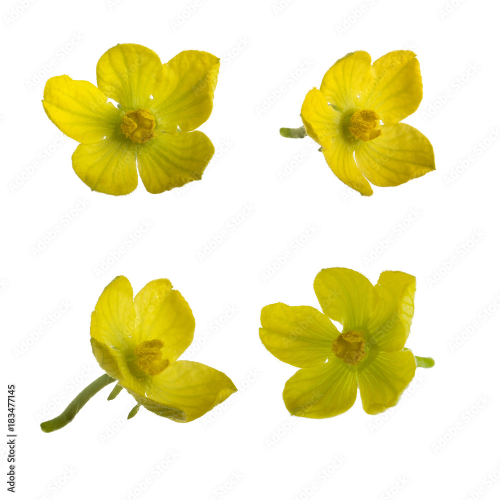 flower of watermelon isolated
