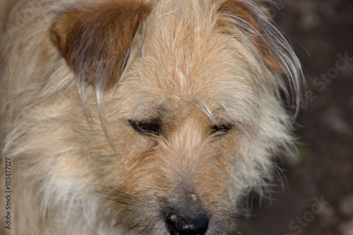 Portrait of a beige dog