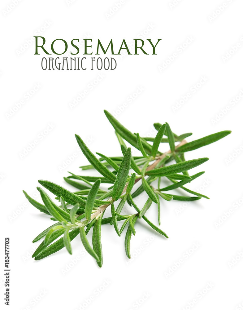 Fototapeta premium Rosemary herbs.