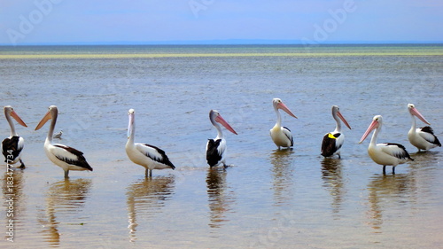 Pelicans © Mariangela