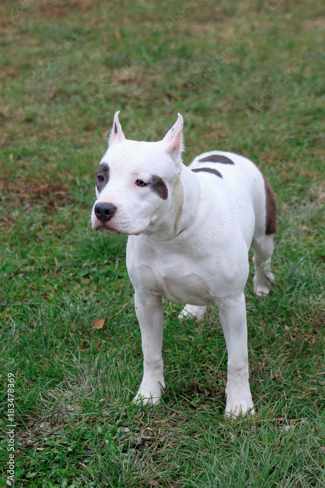 American staffordshire terrier puppy is standing on the green grass. Pet animals.