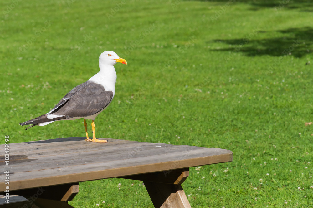 Fototapeta premium Seagull on table in park