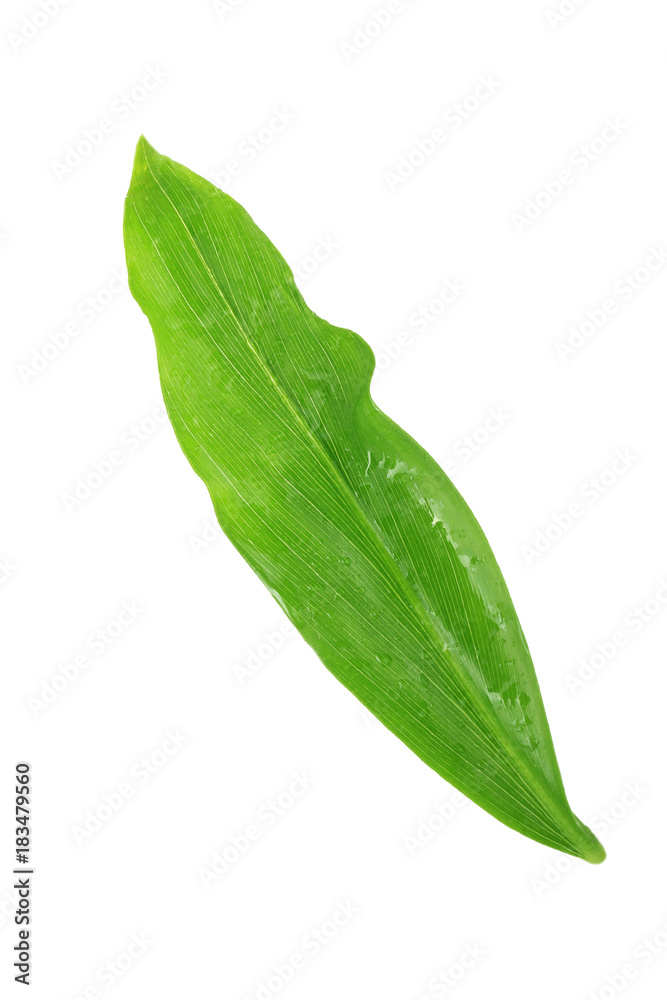 Obraz premium leaf of ginger isolated