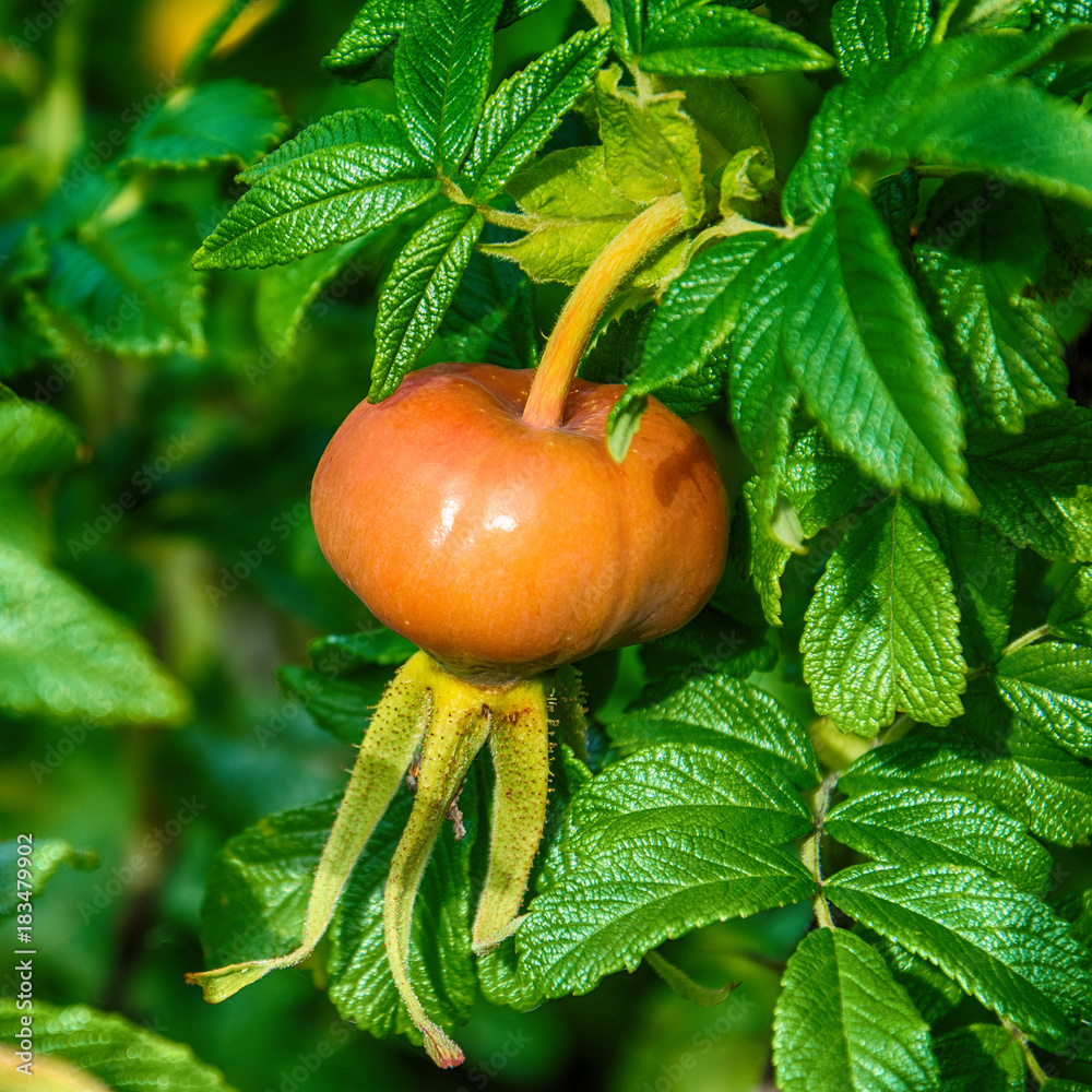 Naklejka premium Rose hip fruit on bush 