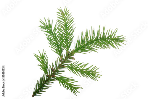 branch of fir isolated