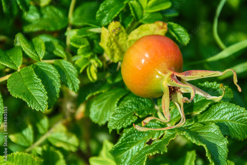 Naklejka premium Rose hip fruit on bush 