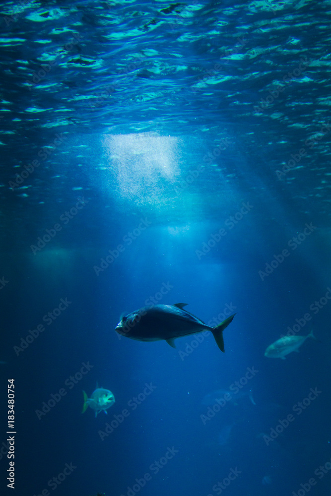 Big fish underwater in oceanarium with sun light Big fish underwater in oceanarium with sun light