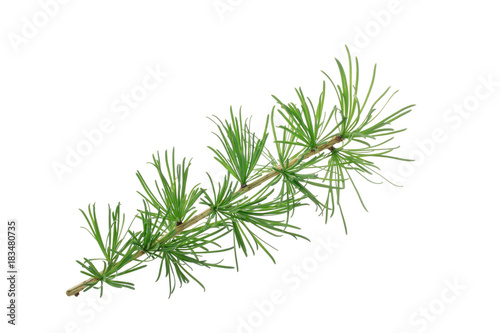 branch of fir isolated