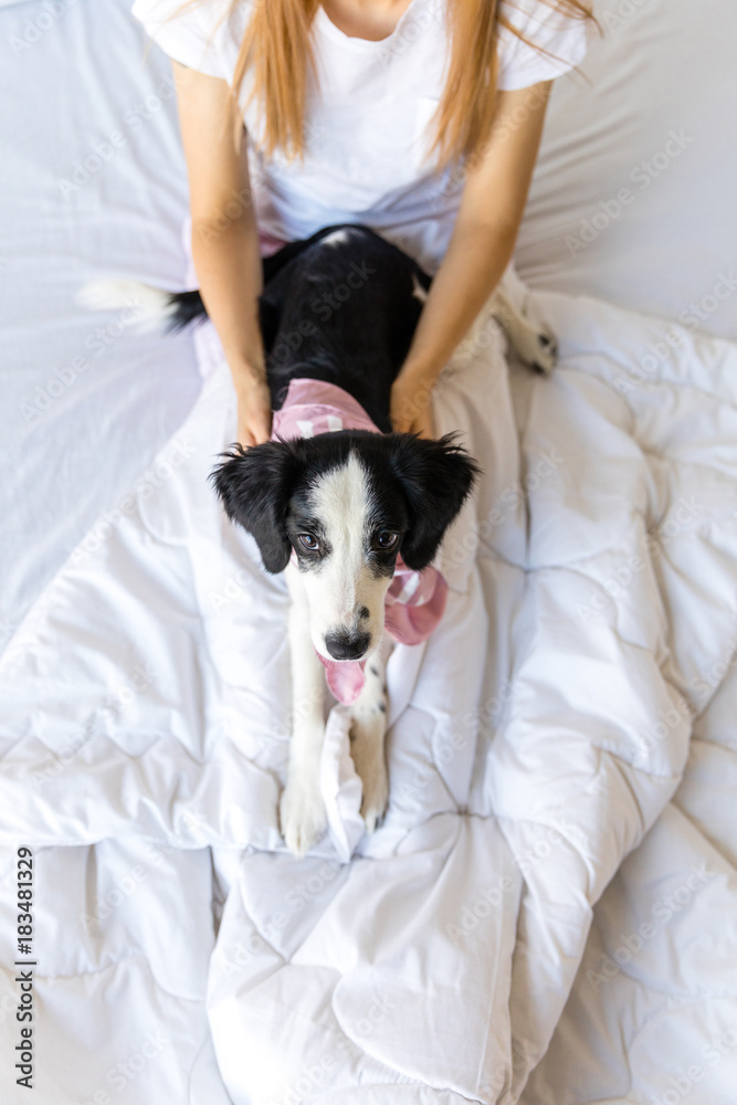 selective focus of little puppy lying together with woman on bed at home selective focus of little puppy lying together with woman on bed at home