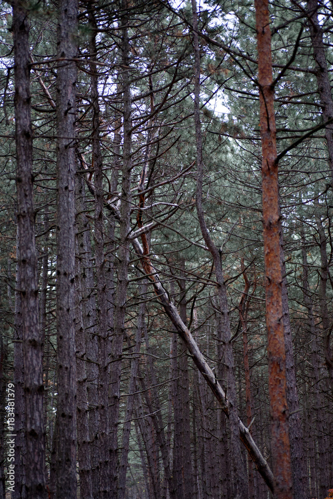 dense forest of dark gloomy bare tree trunks without leaves in the autumn in the forest dense forest of dark gloomy bare tree trunks without leaves in the autumn in the forest