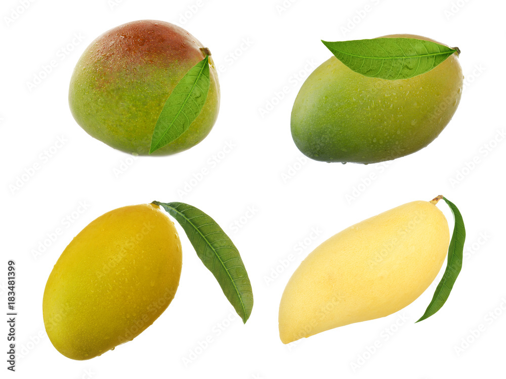set of mangos isolated