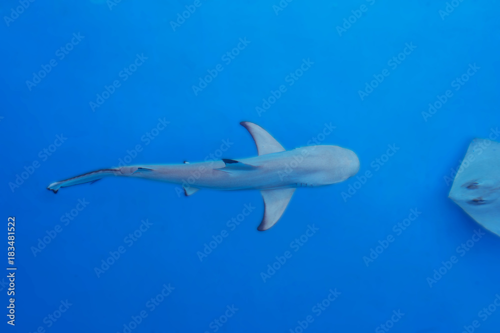 Shark under water,big predator fish
