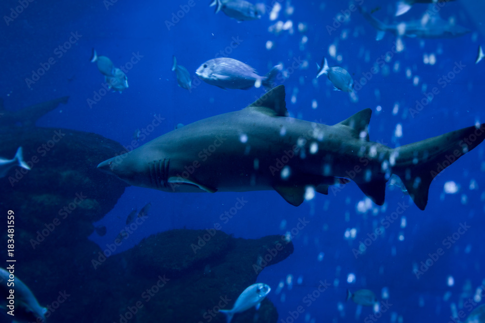 Naklejka premium shark in the aquarium 