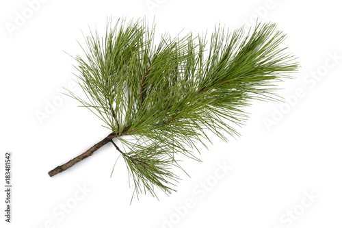 branch of pine isolated photo