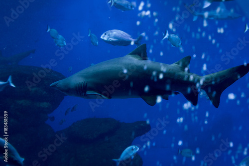 shark in the aquarium   © wip-studio